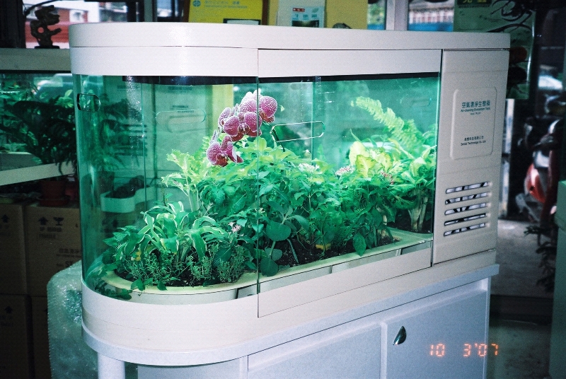 生態箱茂盛植物可淨化空氣