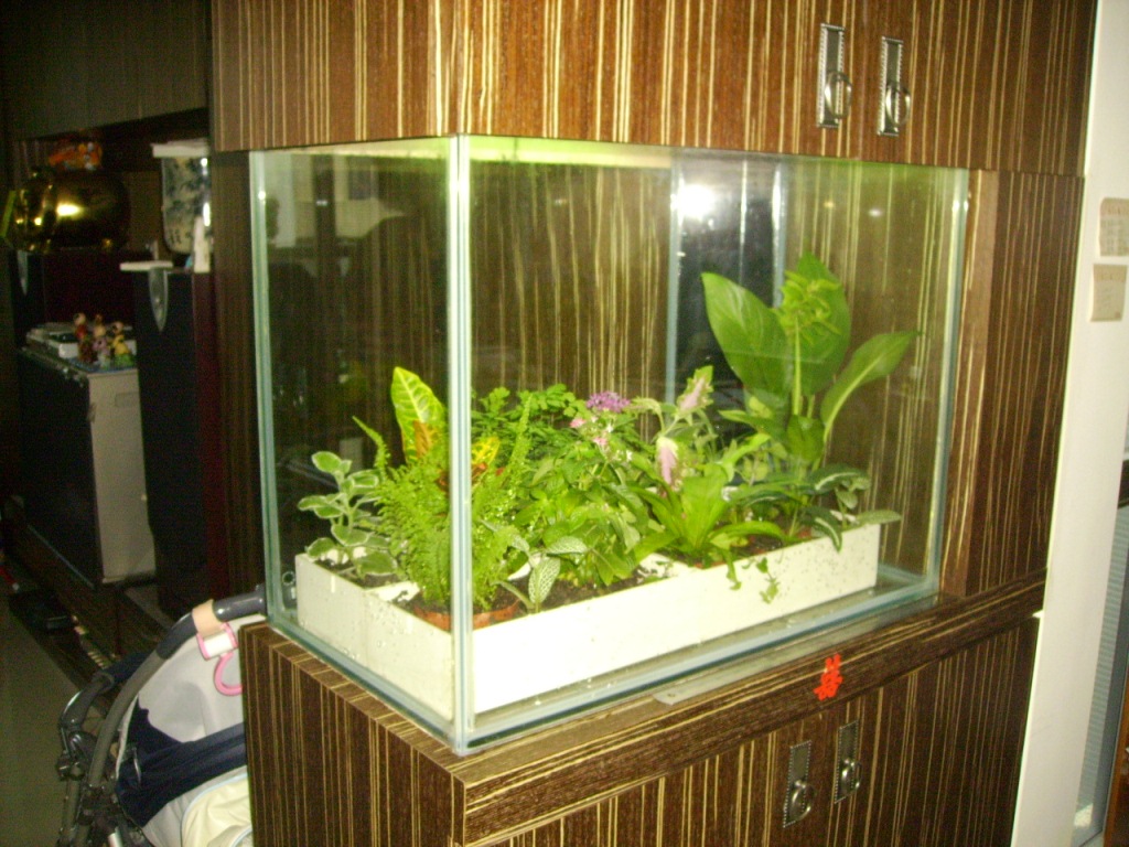 舊魚缸可改造為生態箱淨化室內空氣