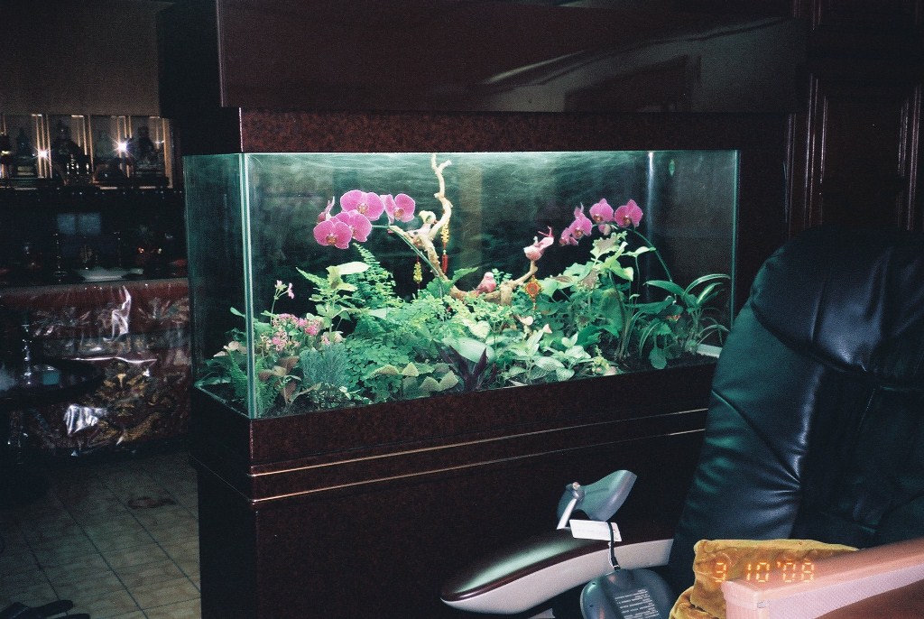 魚缸改造蘭花生態箱